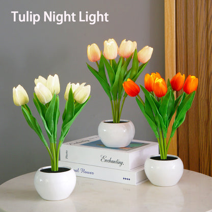 Tulipán éjszakai fény